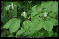 Lonicera xylosteum