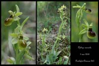 Ophrys araneola