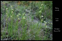 Ophrys araneola2