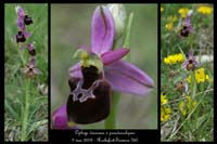 Ophrys drumana x pseudoscolopax3