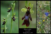 Ophrys insectifera