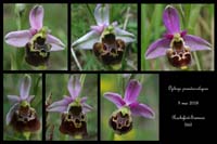 Ophrys pseudoscolopax2