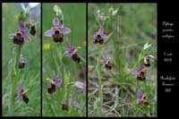 Ophrys pseudoscolopax7