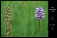 Orchis anthropophora & simia