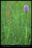 Orchis anthropophora & simia2