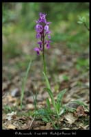 Orchis mascula2