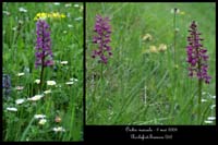 Orchis mascula3