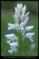 Orchis militaris hypochrome