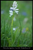 Orchis militaris hypochrome2