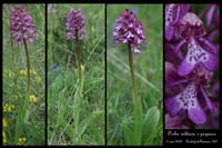 Orchis militaris x purpurea2