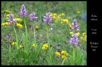 Orchis militaris