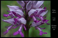 Orchis militaris2
