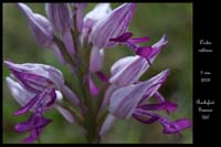 Orchis militaris3