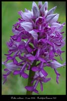 Orchis militaris4