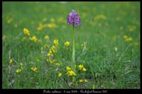 Orchis militaris5