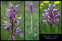 Orchis militaris7