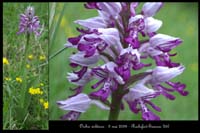 Orchis militaris8