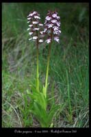 Orchis purpurea