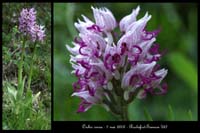 Orchis simia