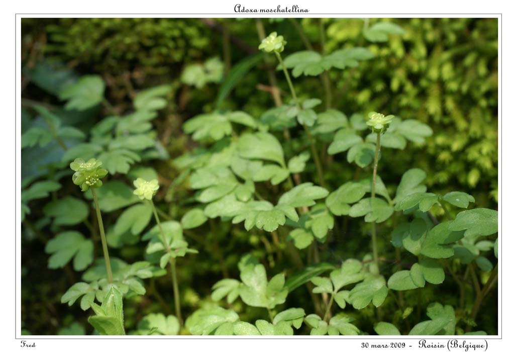 Adoxa moschatellina