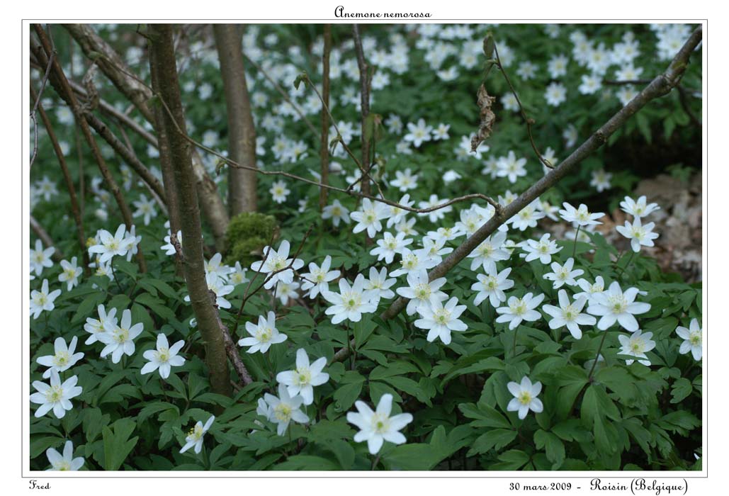 Anemone nemorosa