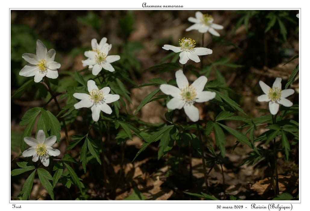 Anemone nemorosa2