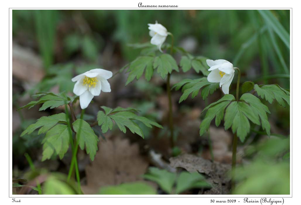 Anemone nemorosa4