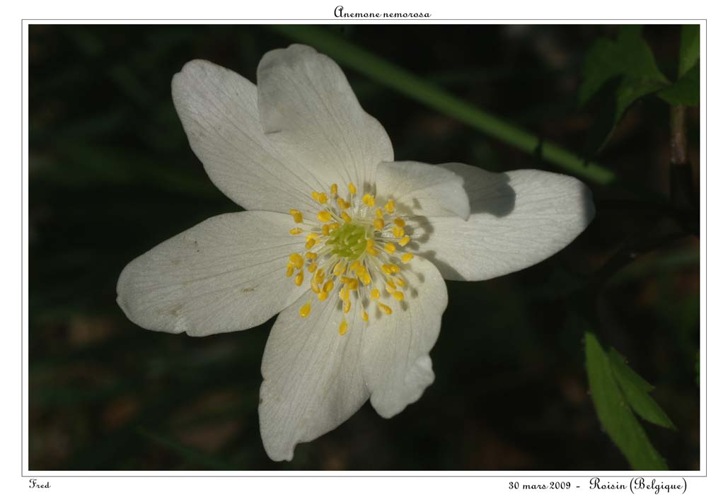 Anemone nemorosa5