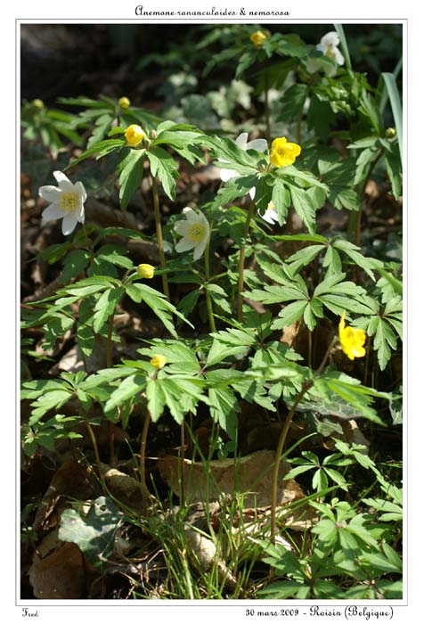 Anemone ranunculoides & nemorosa