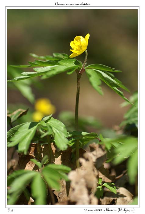 Anemone ranunculoides