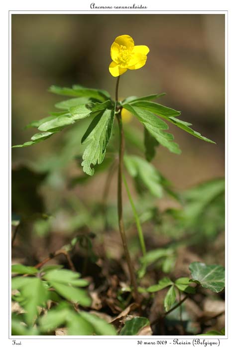 Anemone ranunculoides2