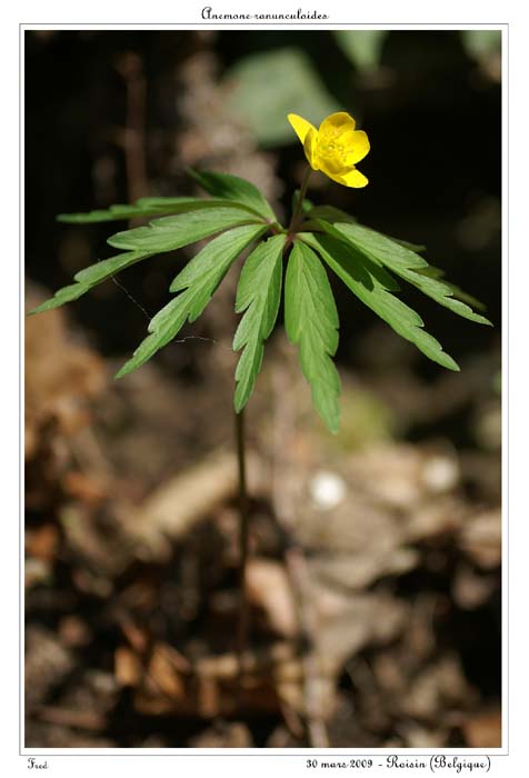 Anemone ranunculoides3