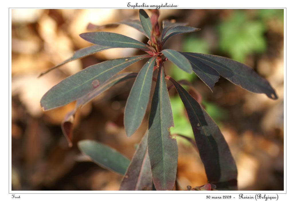 Euphorbia amygdaloides3