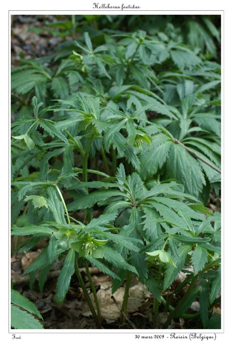 Helleborus foetidus