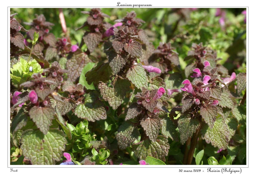 Lamium purpureum
