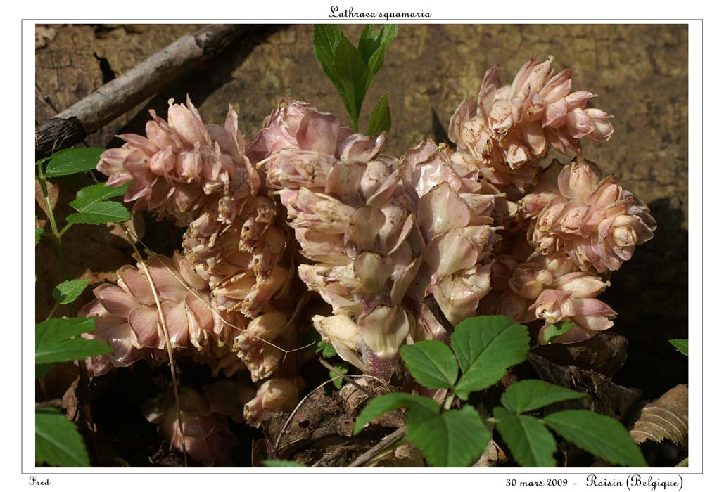 Lathraea squamaria