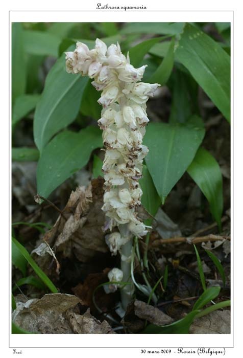 Lathraea squamaria10