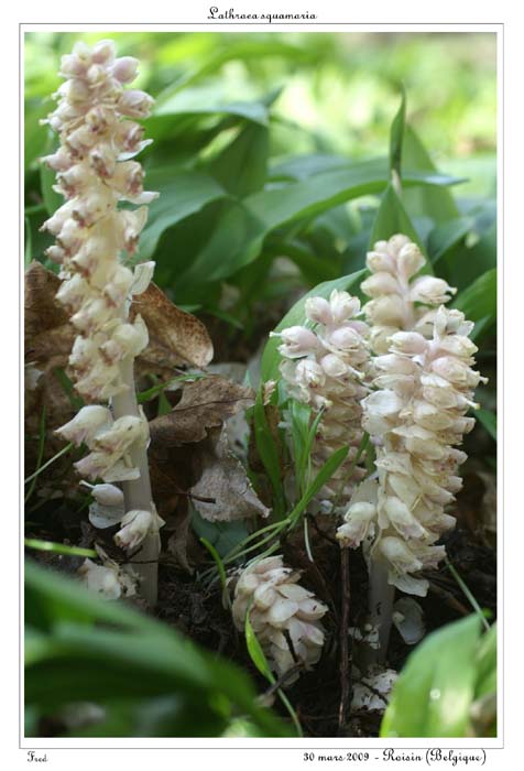 Lathraea squamaria8