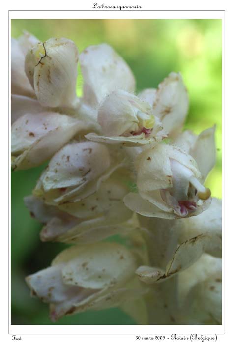 Lathraea squamaria9