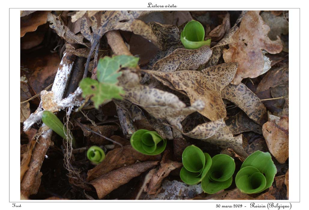 Listera ovata