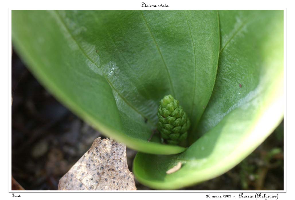 Listera ovata2