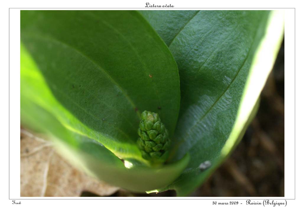 Listera ovata3