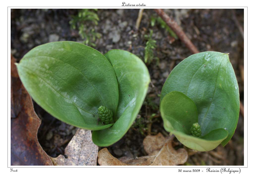 Listera ovata4