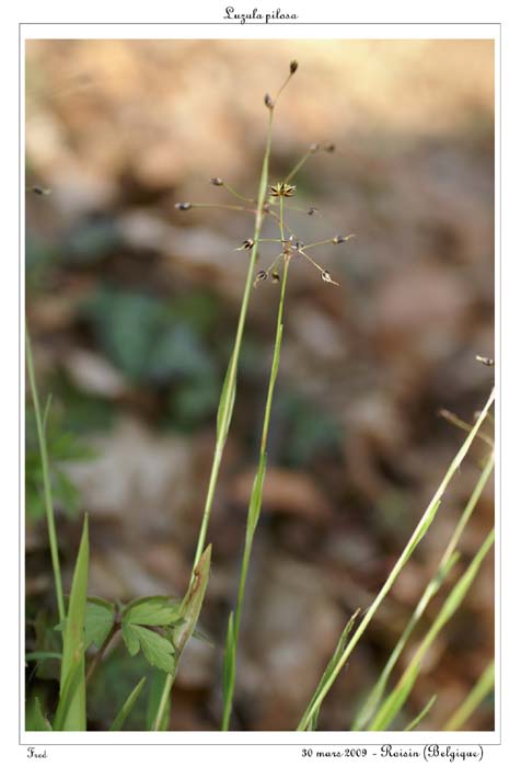 Luzula pilosa2