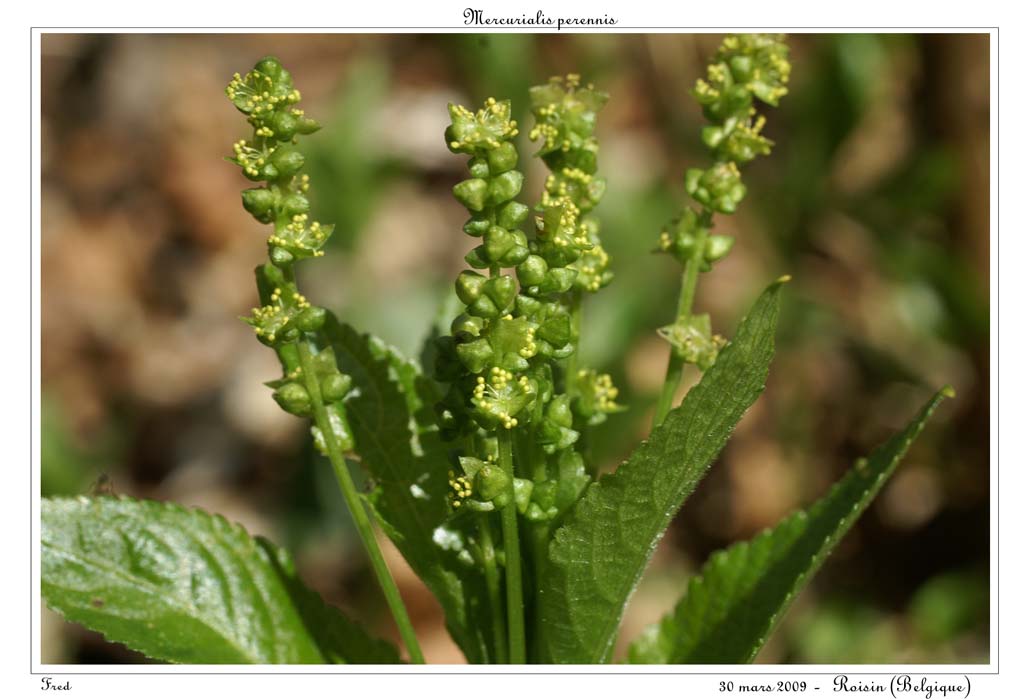 Mercurialis perennis2