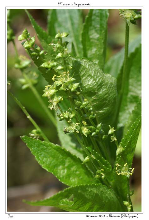 Mercurialis perennis4