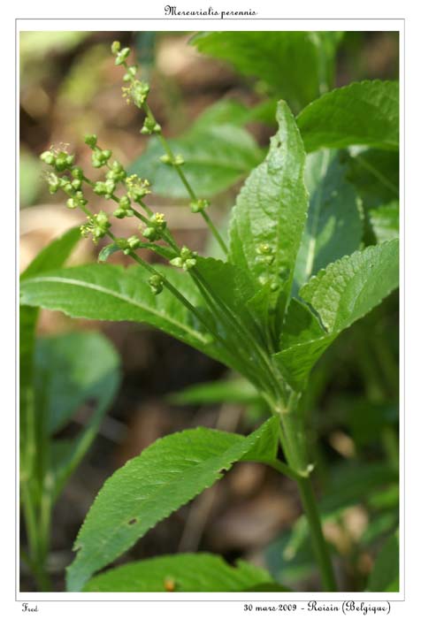 Mercurialis perennis5