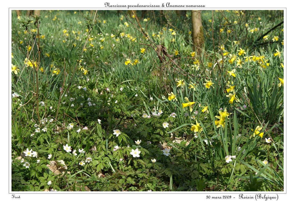 Narcissus pseudonarcissus & Anemone nemorosa
