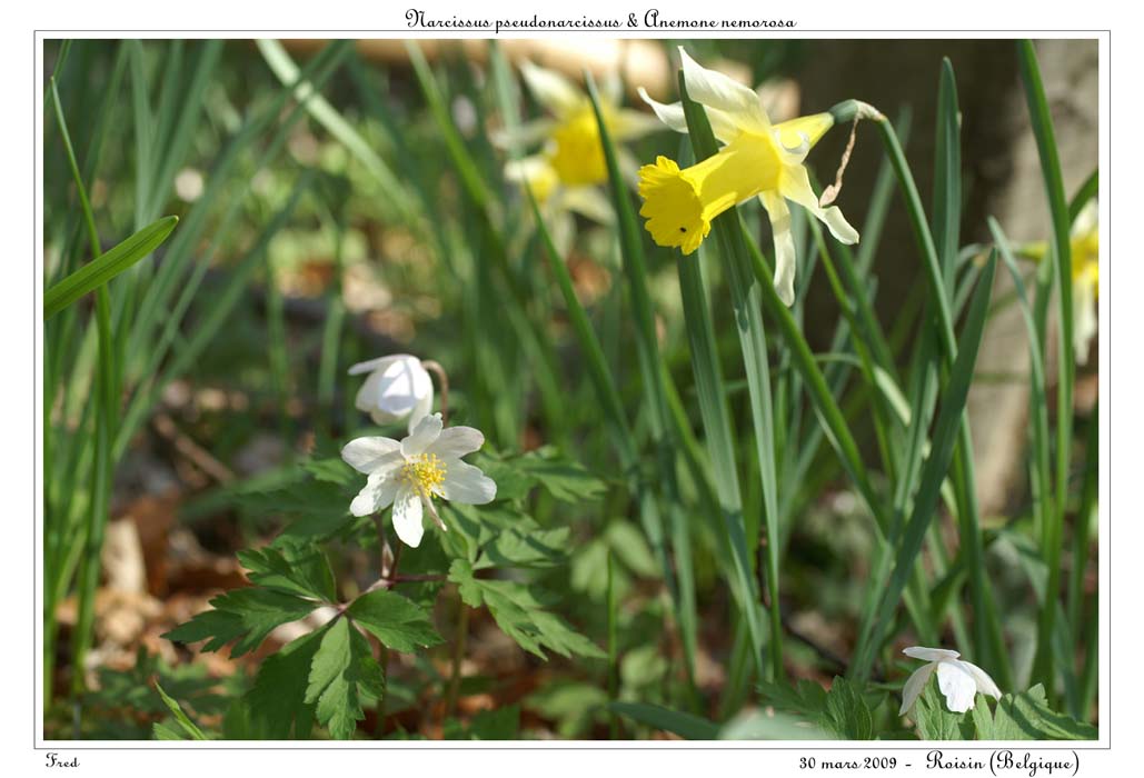Narcissus pseudonarcissus & Anemone nemorosa2