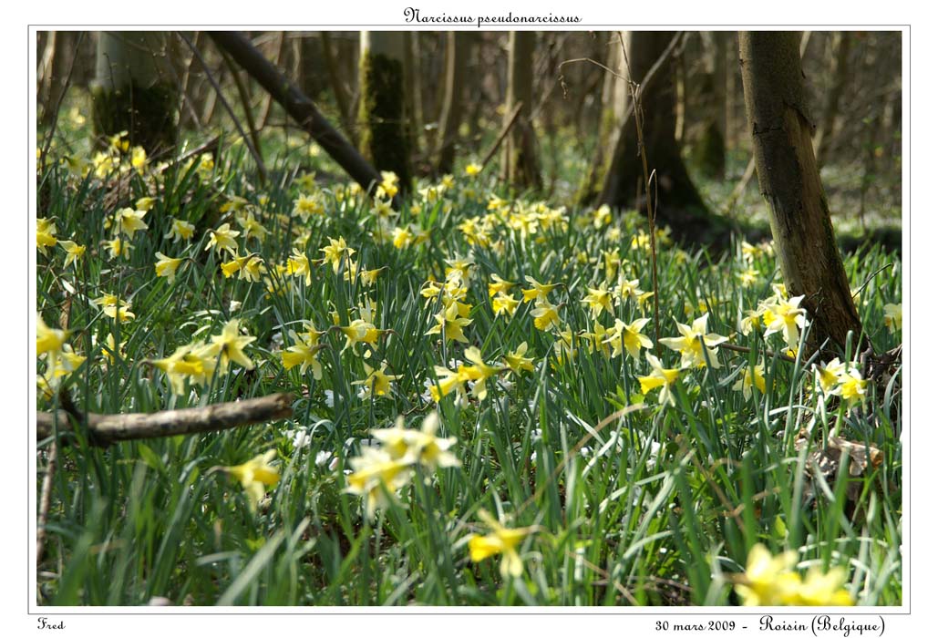 Narcissus pseudonarcissus10